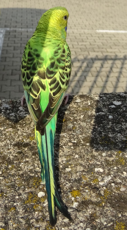 Parrocchetto ondulato (Melopsittacus undulatus)